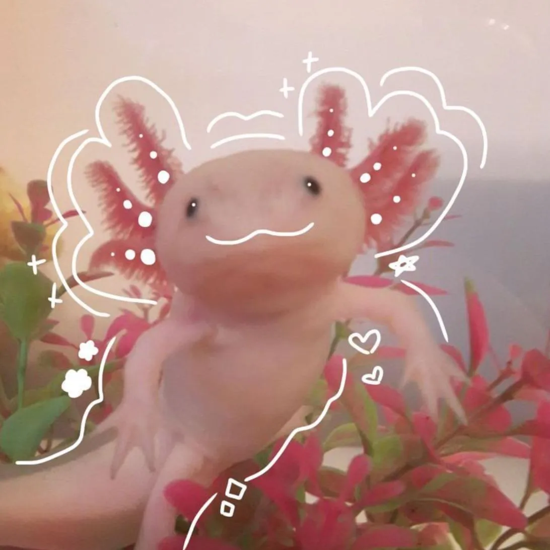 Axolotl PFP #15: A real pale pink axolotl with fluffy red gills swims among red plants, outlined with hand drawn white lines, hearts and sparkles.