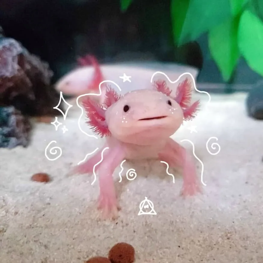Axolotl PFP #9 (aesthetic, pink, real)