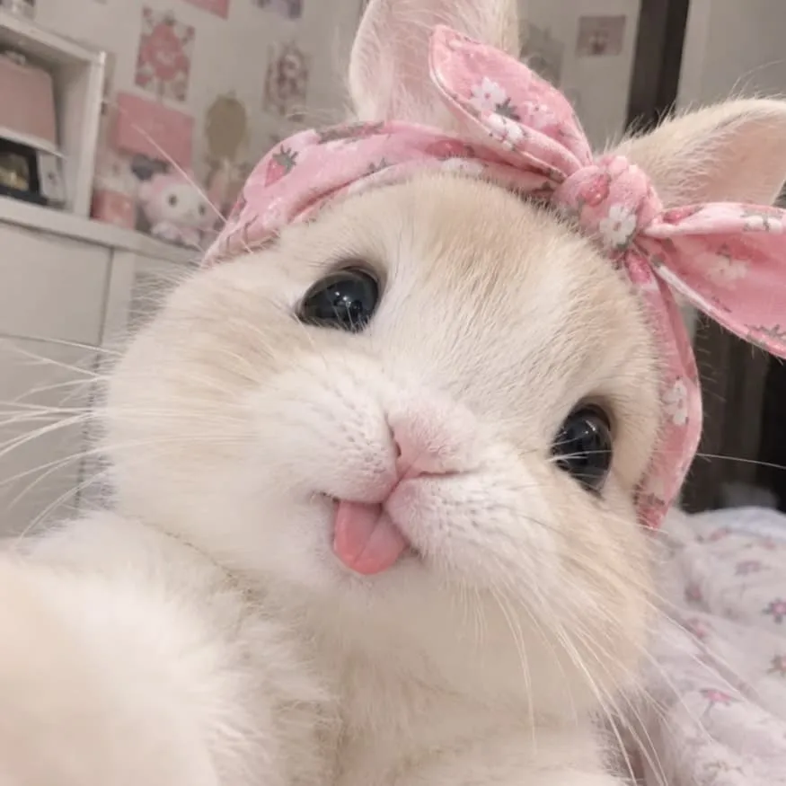 Bunny PFP #10 (bow, cute, pink, real)