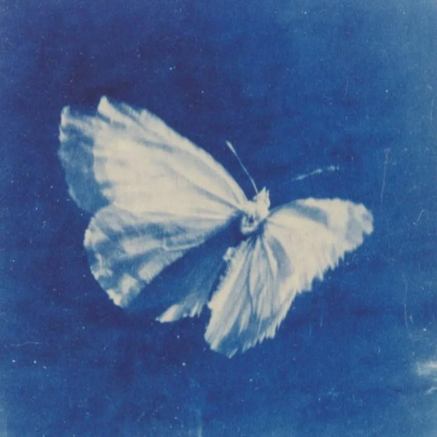 Butterfly PFP #12