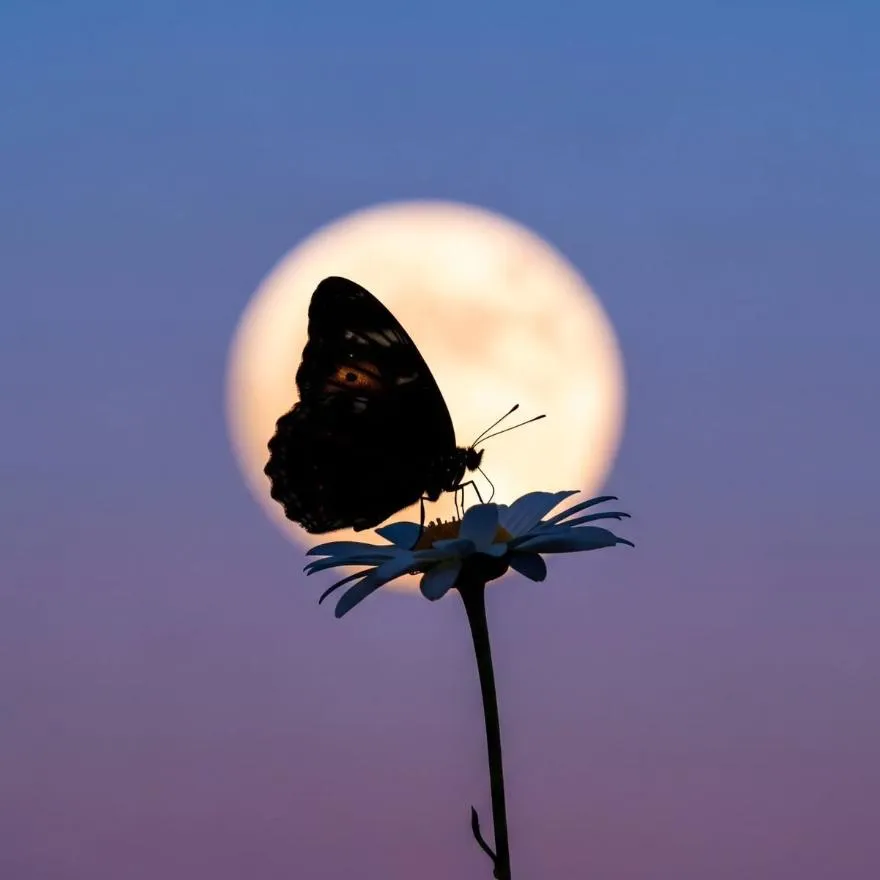 Butterfly PFP #17