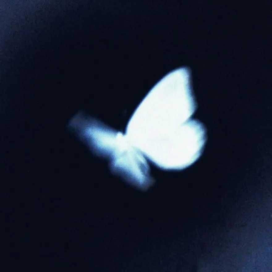 Butterfly PFP #2