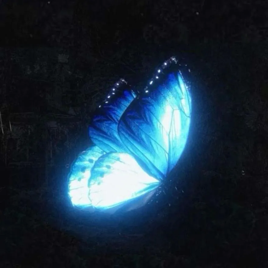 Butterfly PFP #20