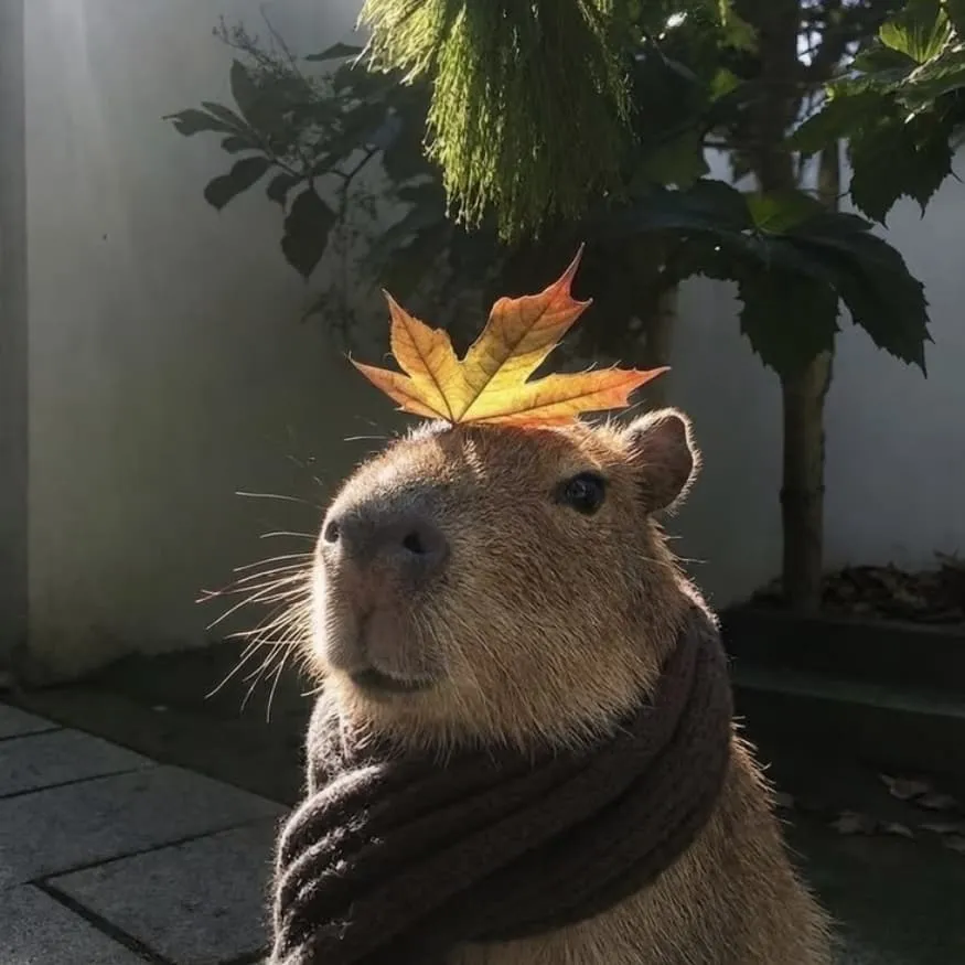 Capybara PFP #6 (aesthetic, autumn, real)