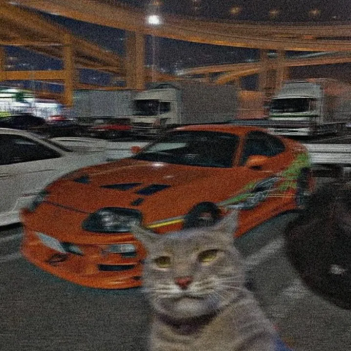 Car PFP #8 (cat, funny, jdm, supra)