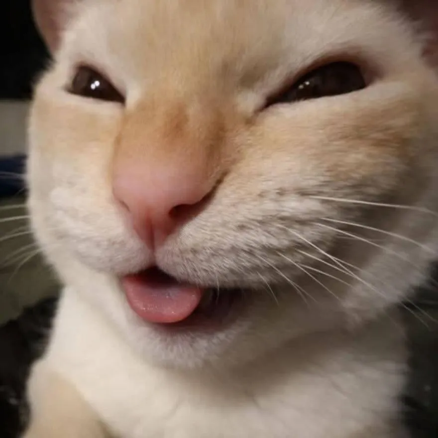Cat PFP #10
