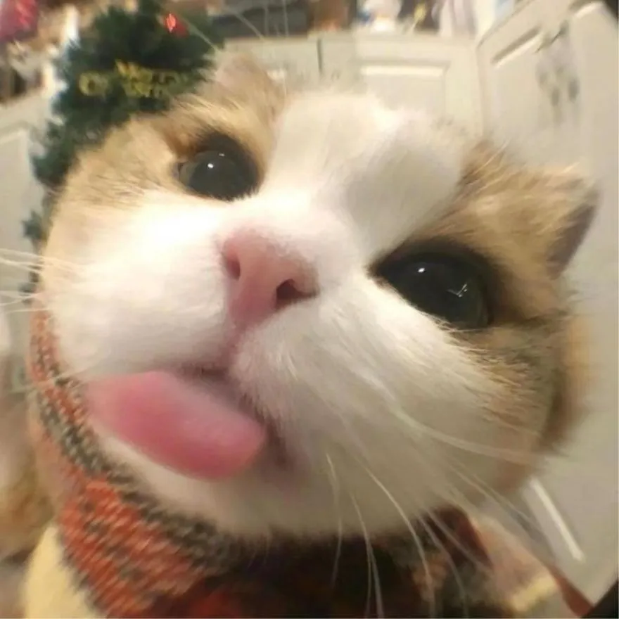 Cat PFP #11