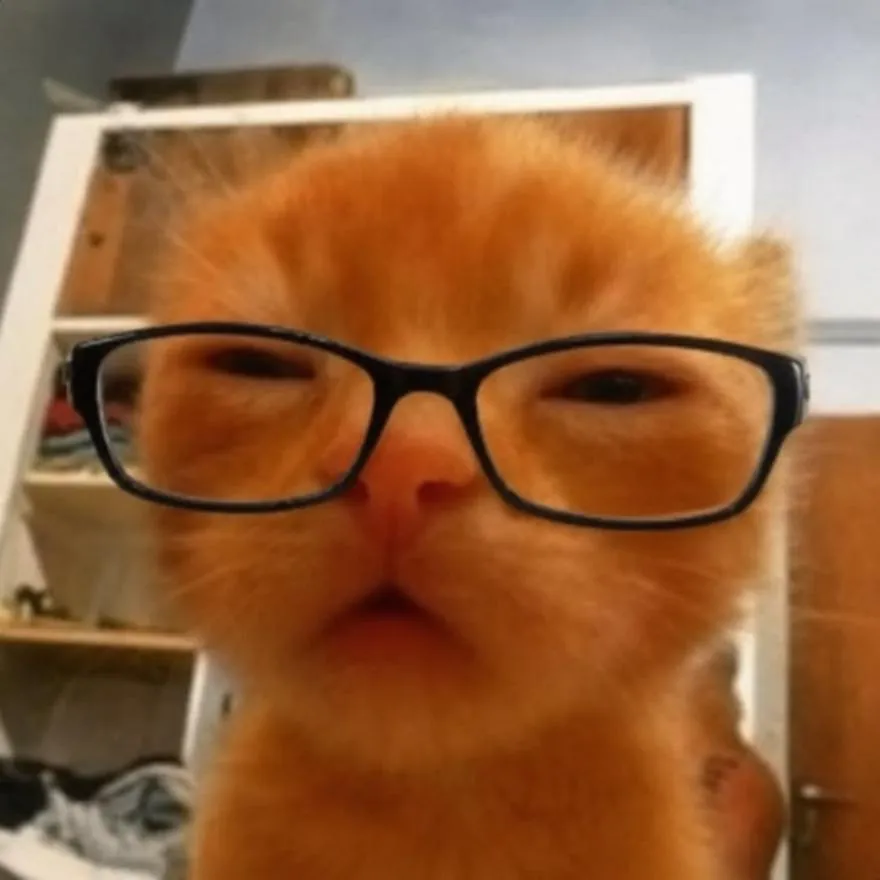Cat PFP #12