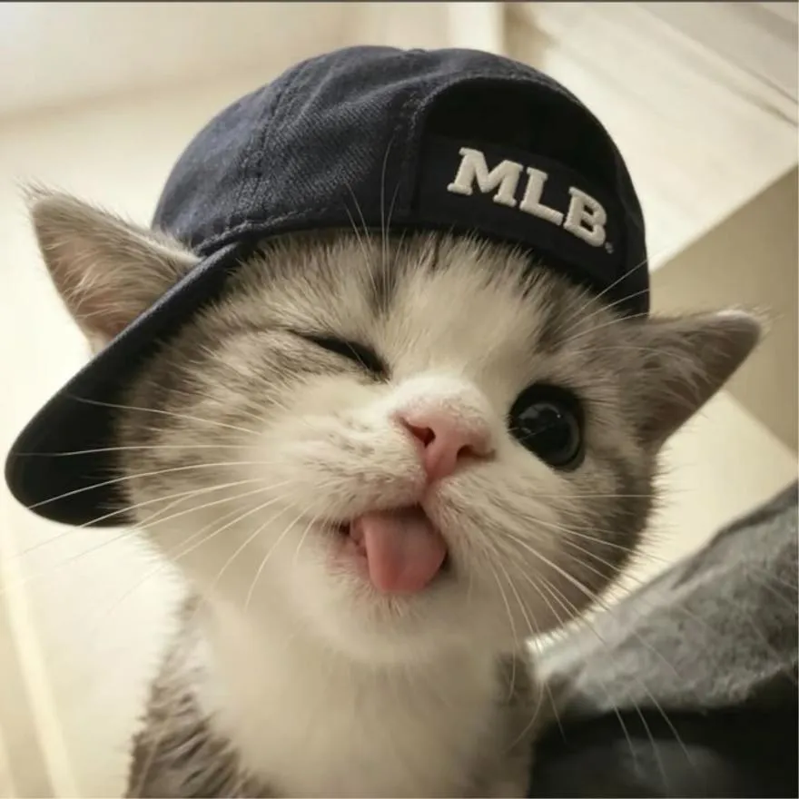 Cat PFP #14