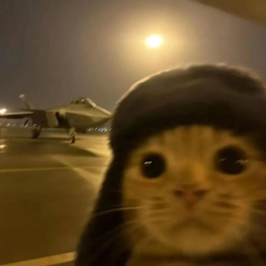 Cat PFP #16