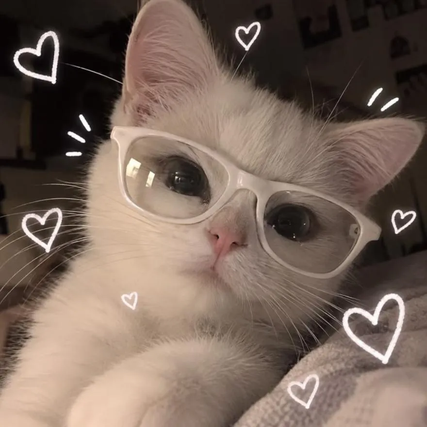 Cat PFP #17