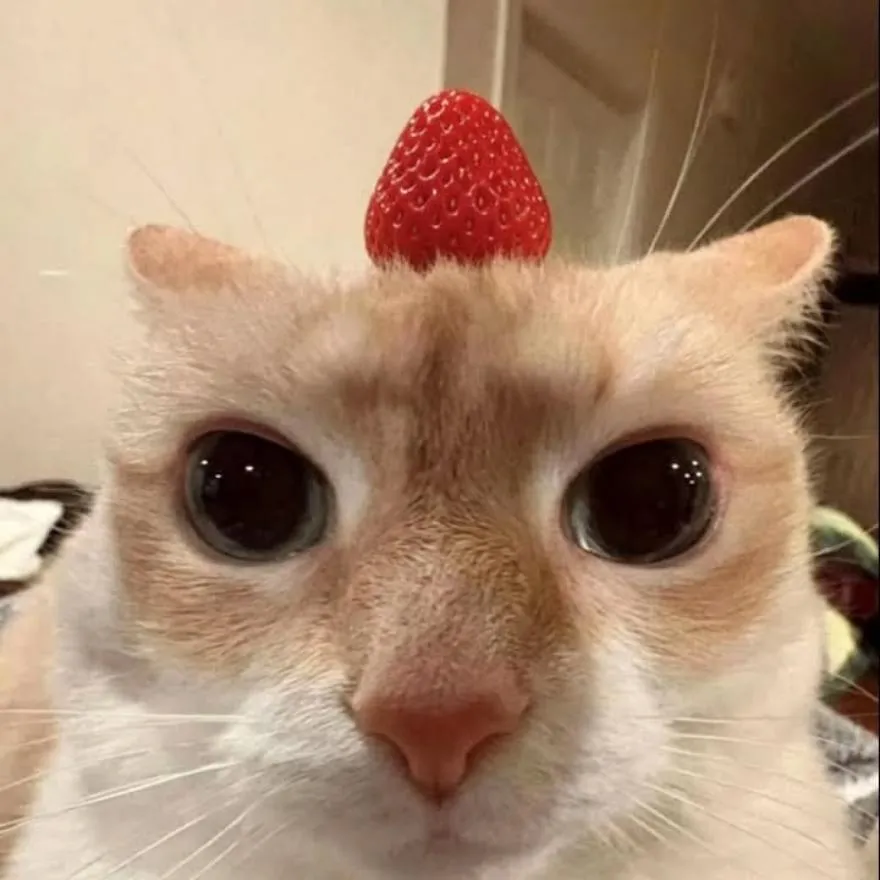 Cat PFP #19