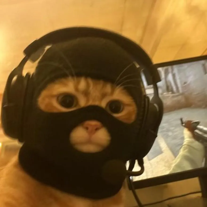 Cat PFP #20