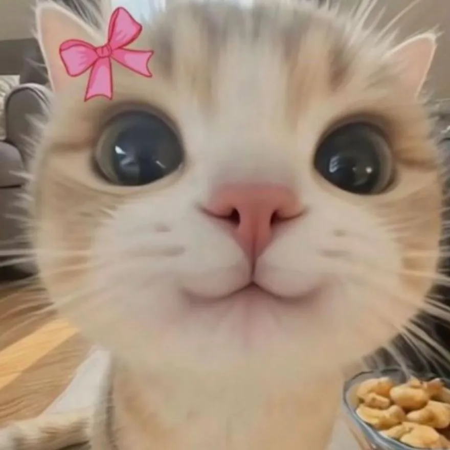 Cat PFP #3