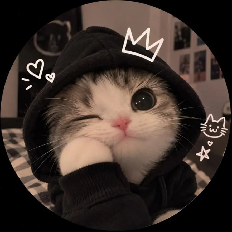 Cat PFP #4