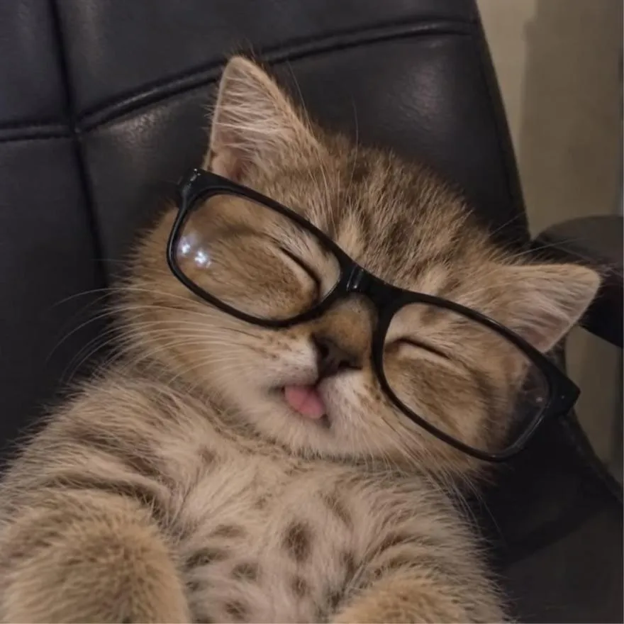 Cat PFP #5