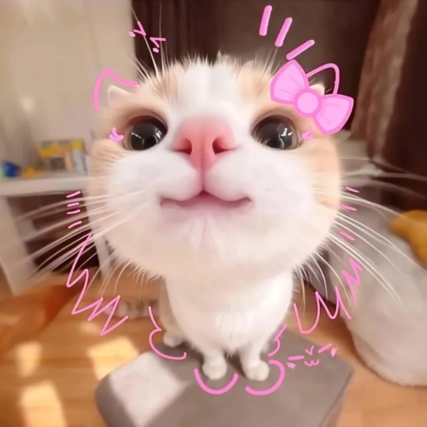 Cat PFP #7