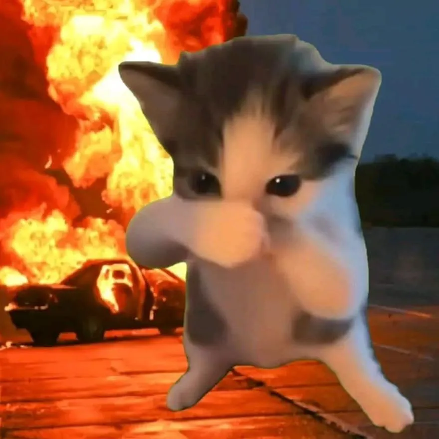 Cat PFP #8