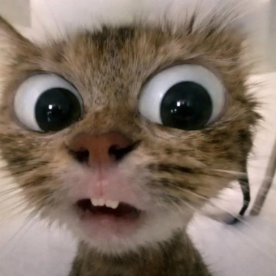 Cat PFP #9