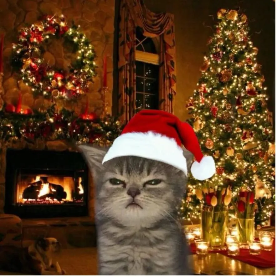 Christmas PFP #26 (cat)