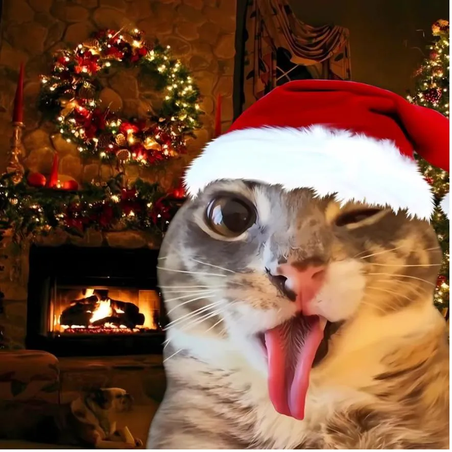 Christmas PFP #27 (cat, funny)
