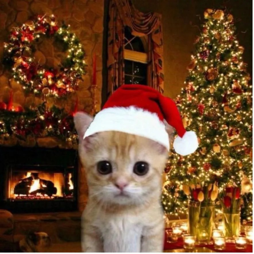Christmas PFP #28 (cat)