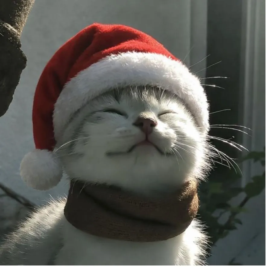 Christmas PFP #31 (cat, cute)