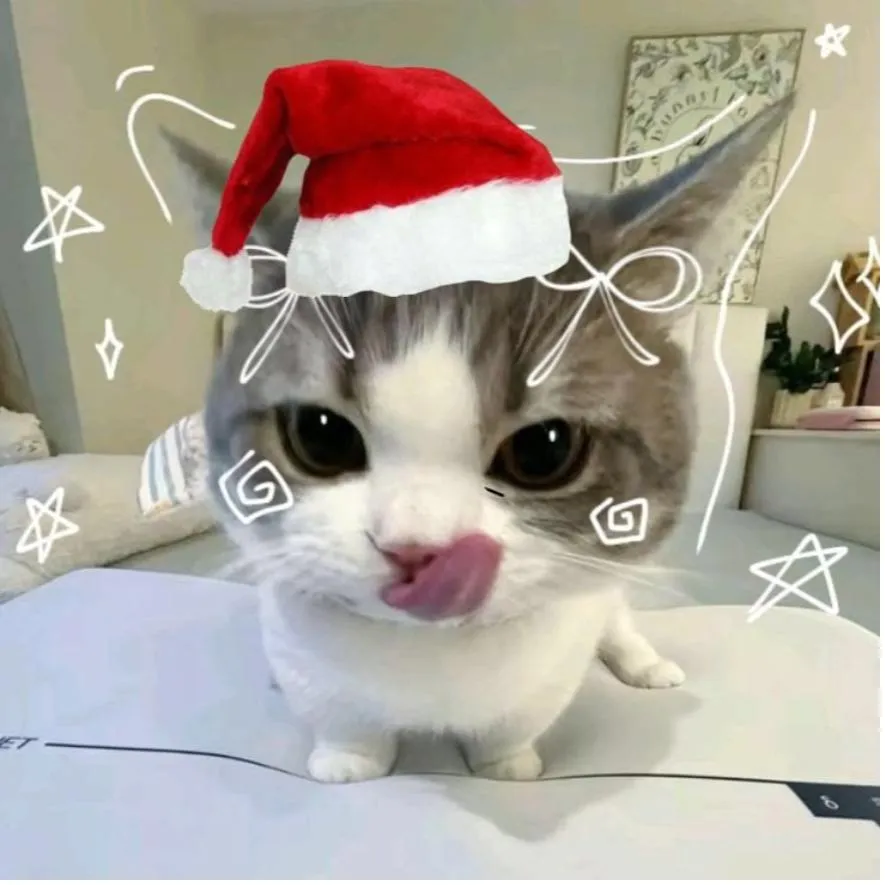 Christmas PFP #32 (cat, funny)