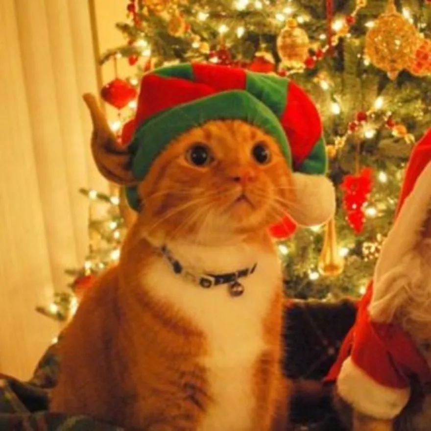 Christmas PFP #35 (cat, matching)
