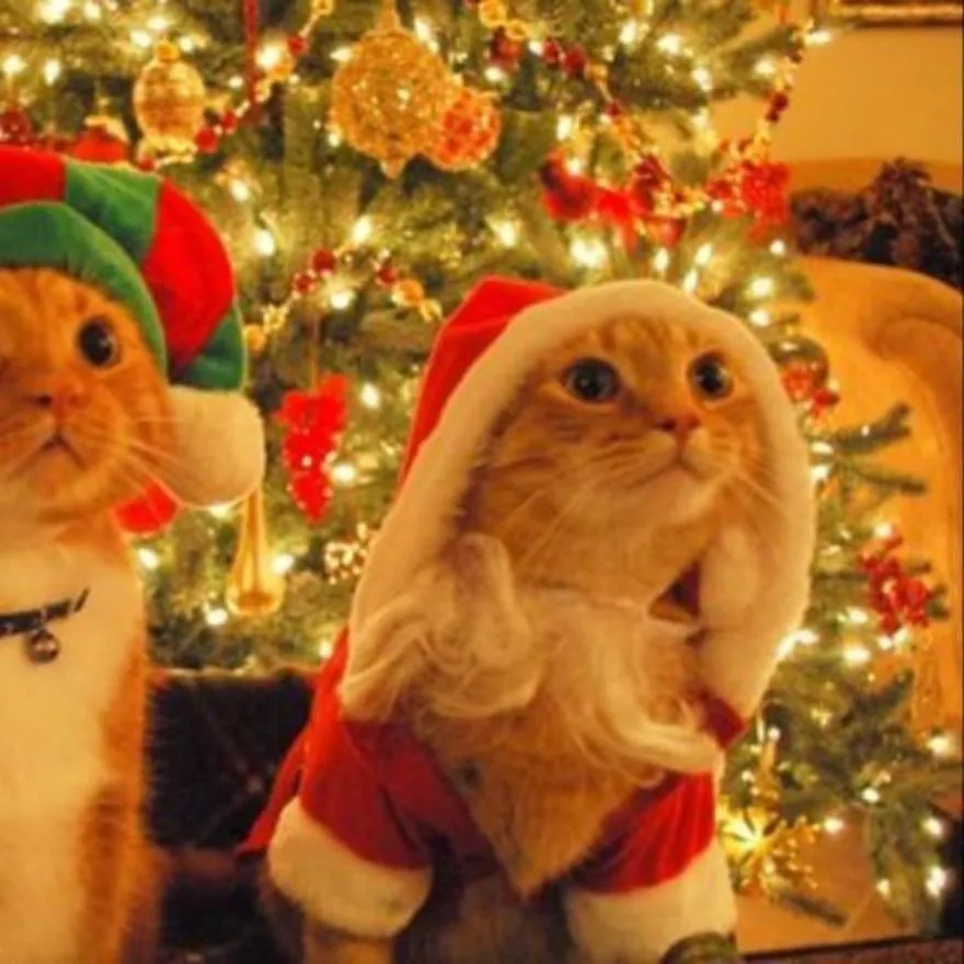 Christmas PFP #36 (cat, matching)