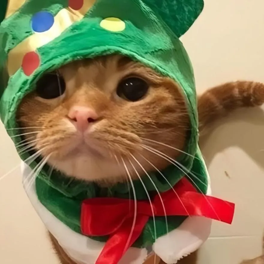 Christmas PFP #39 (cat, matching)