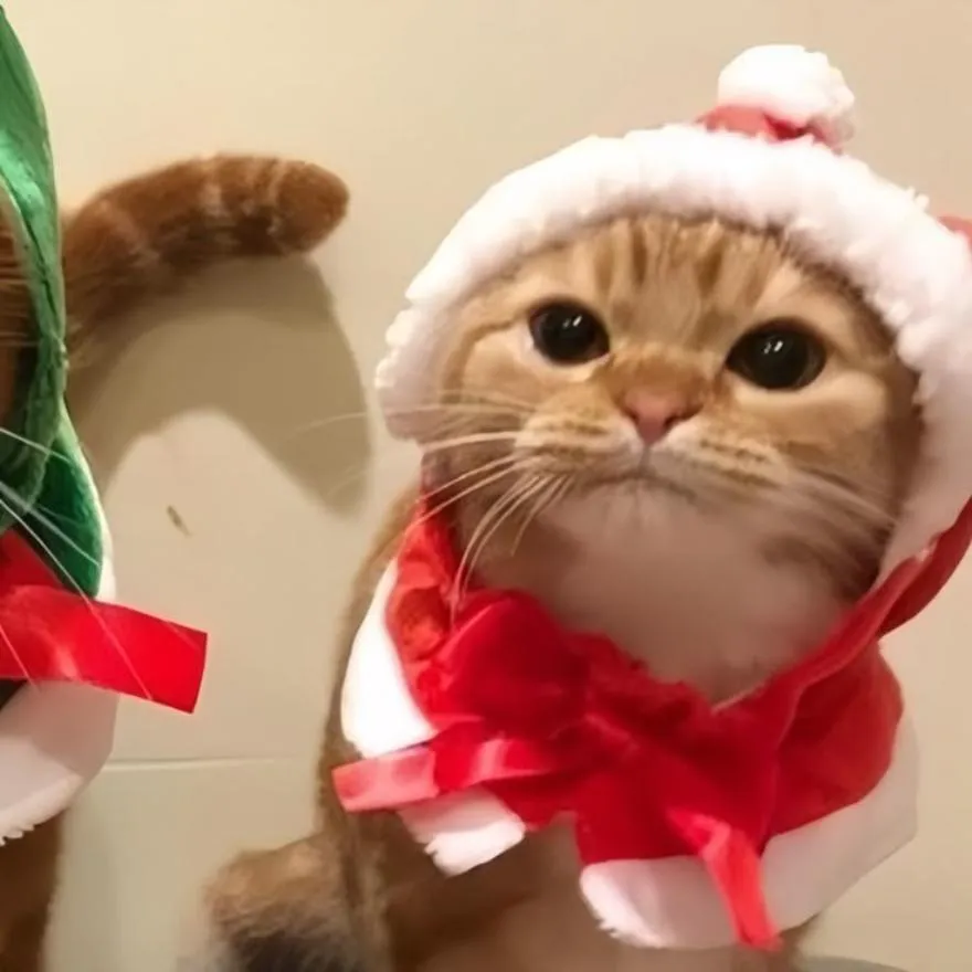 Christmas PFP #40 (cat, matching)