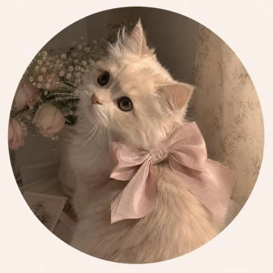 Coquette PFP #14 (aesthetic, bow, cat)