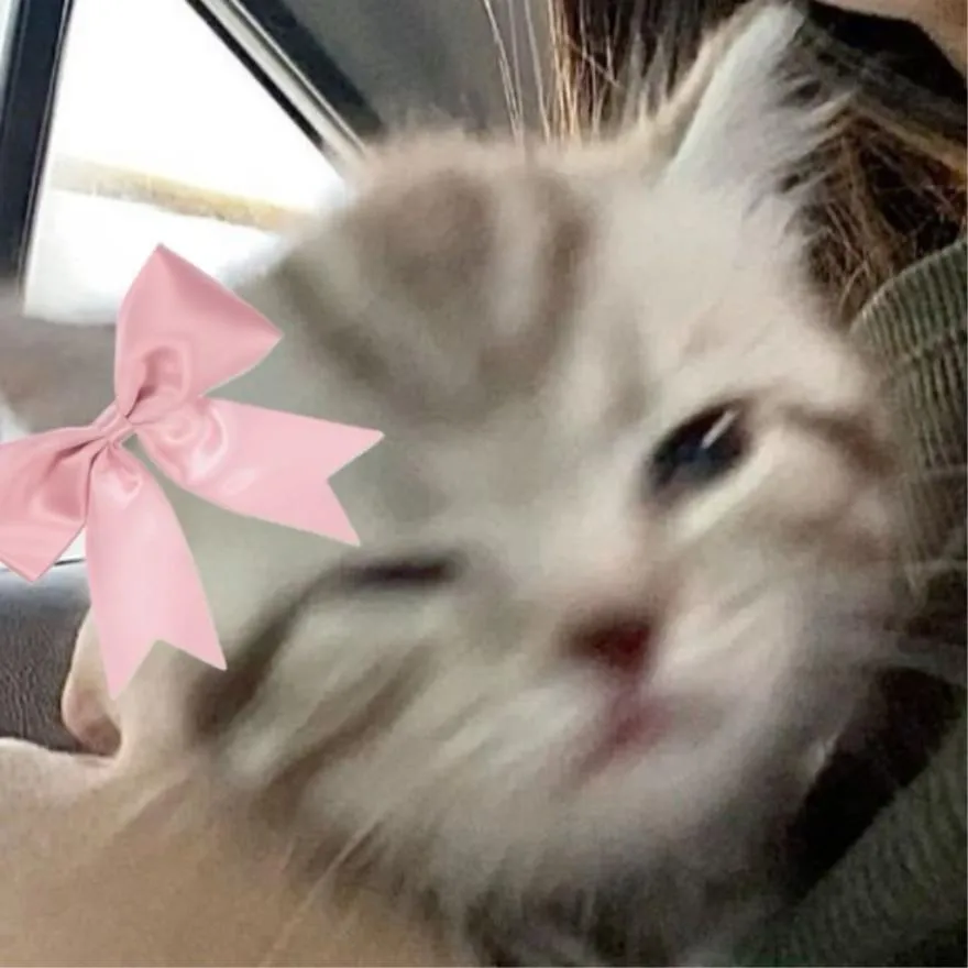 Coquette PFP #3 (bow, cat, funny)