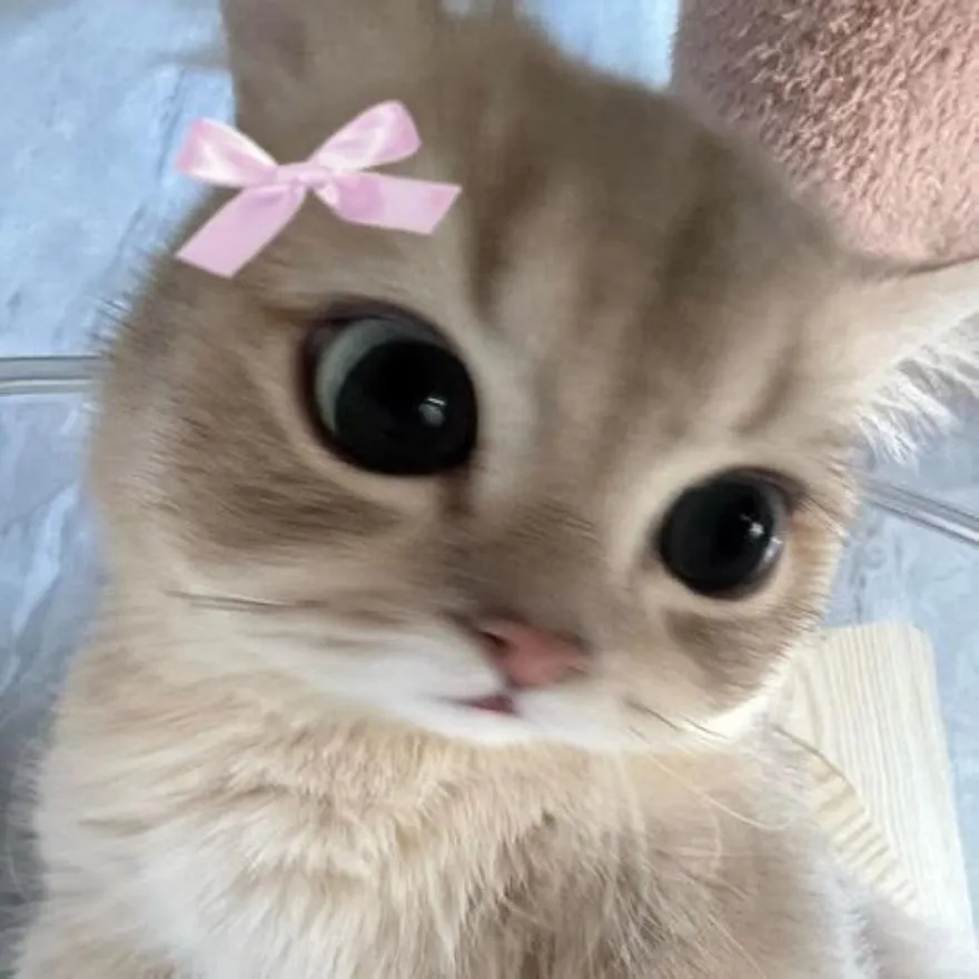 Coquette PFP #6 (bow, cat, cute)