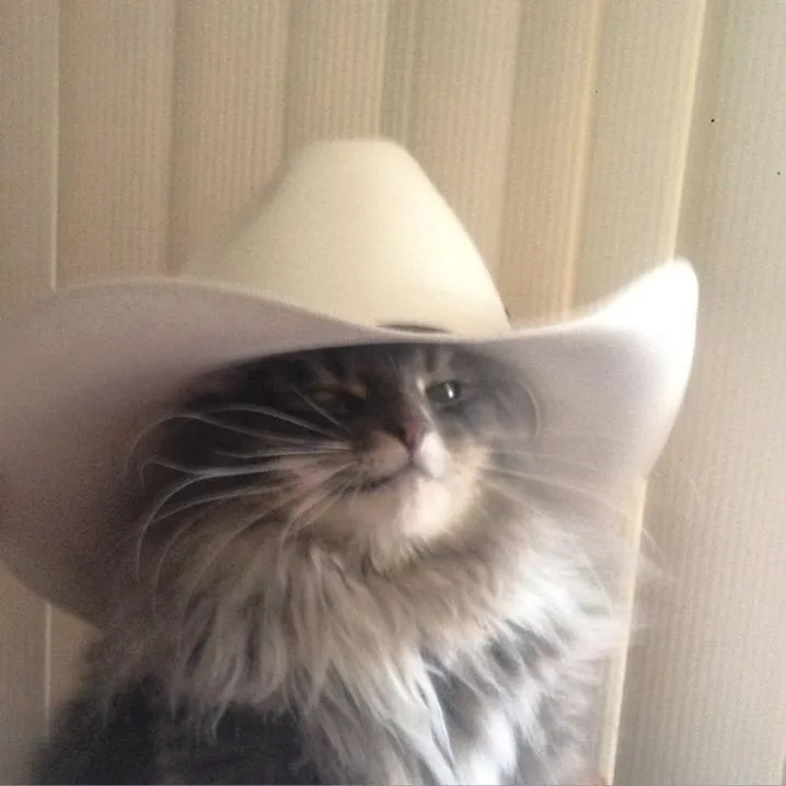 Cowboy PFP #7: A fluffy grey long haired cat squints calmly under a big white cowboy hat in front of pale window blinds.