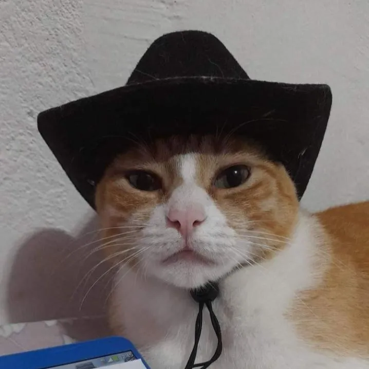 Cowboy PFP #9: An orange and white cat with a pink nose stares straight ahead in a black cowboy hat tied under its chin with a cord.