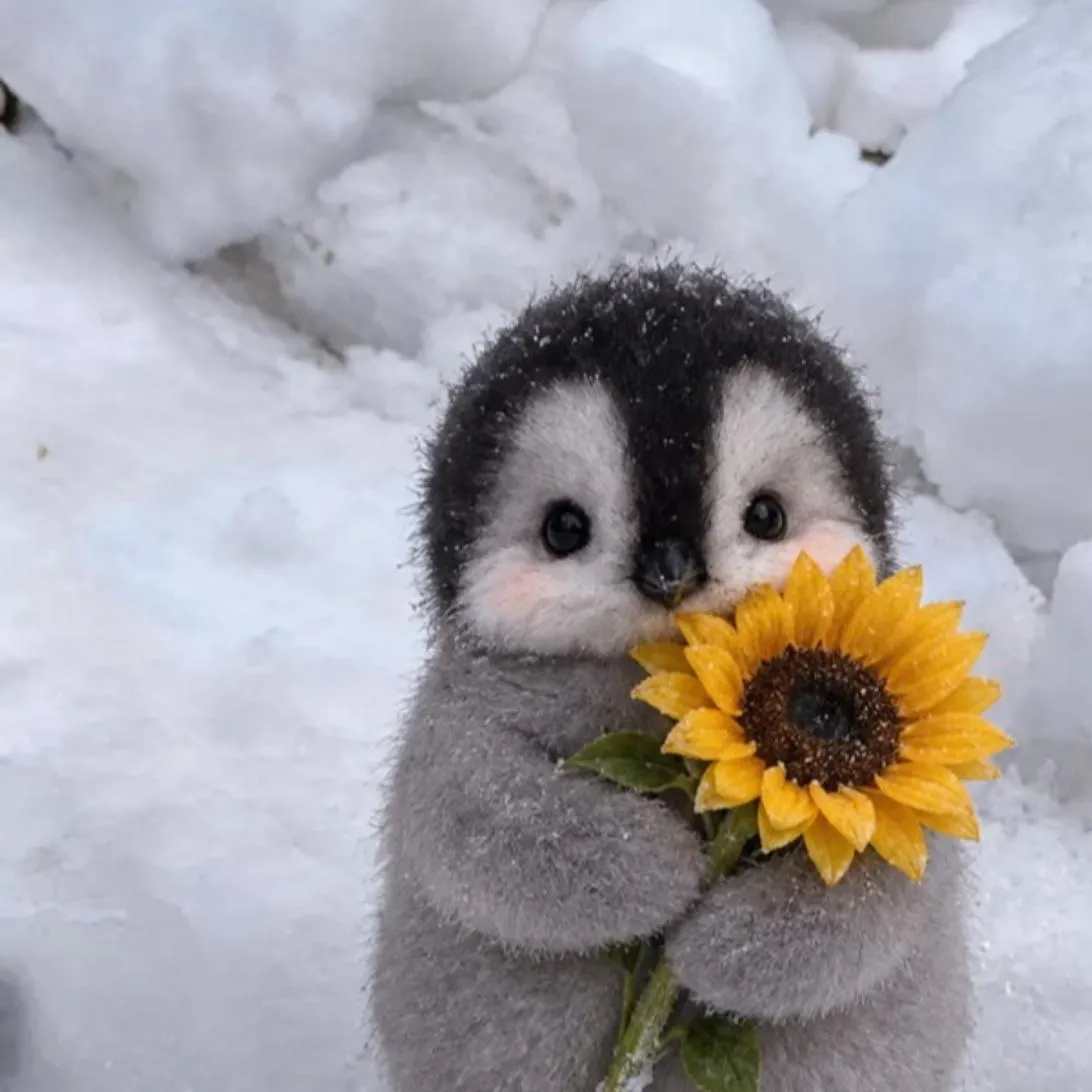 Cute PFP #37 (animal, penguin)