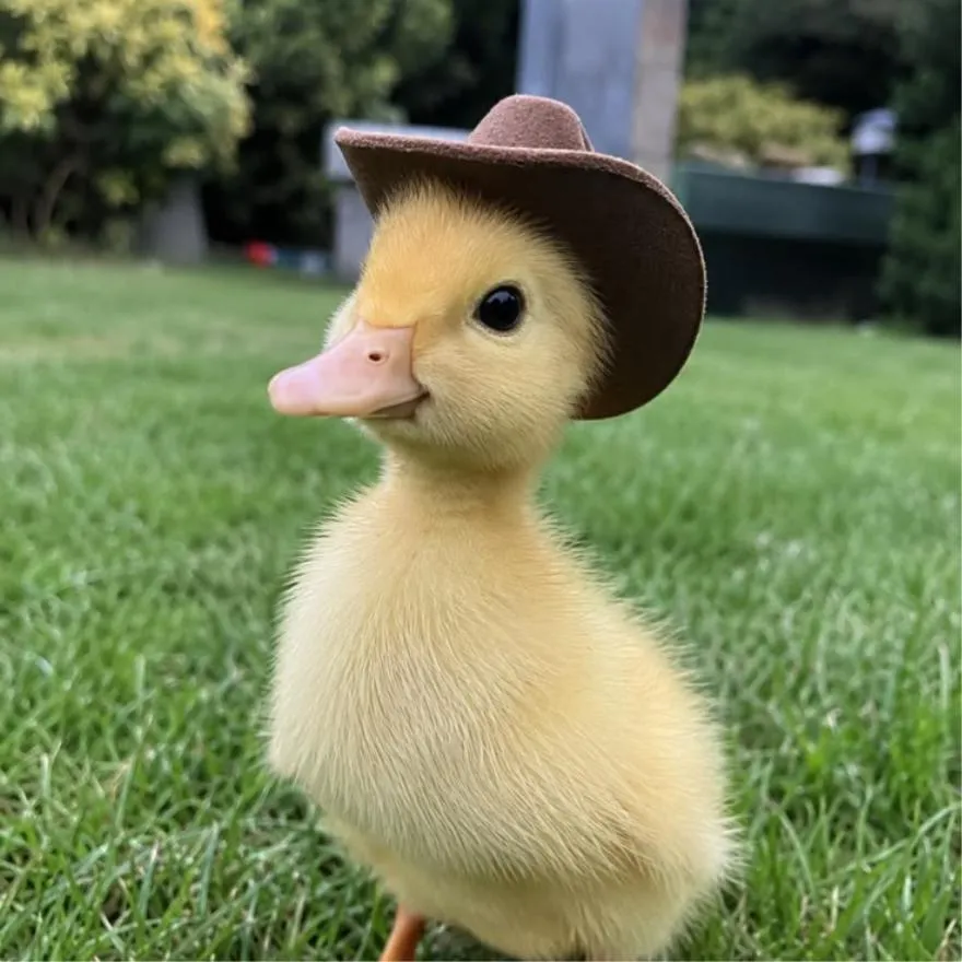 Duck PFP #30