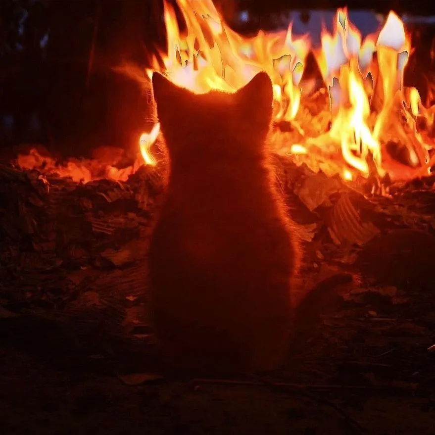 Fire PFP #29