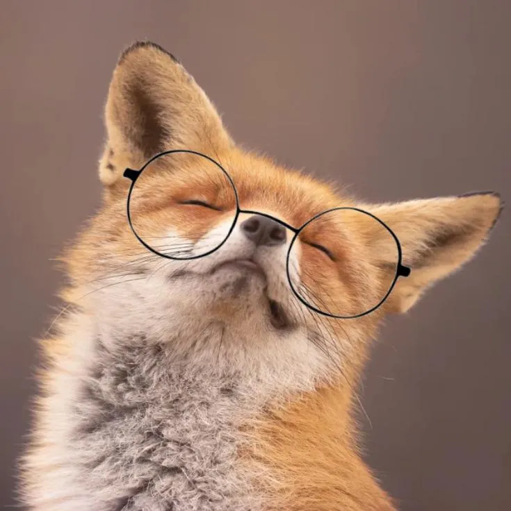 Fox PFP #7 (funny)