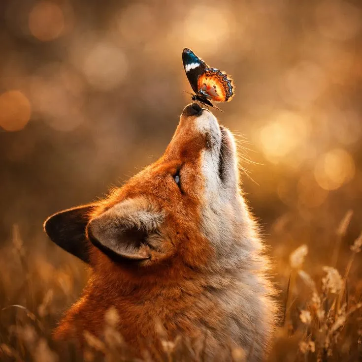 Fox PFP #8 (aesthetic)