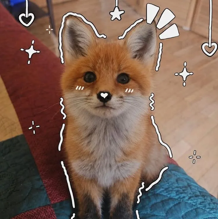 Fox PFP #9 (cute)