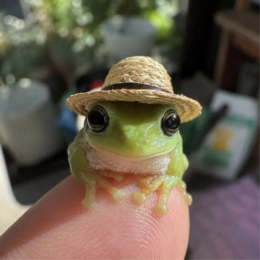 Frog PFP #25