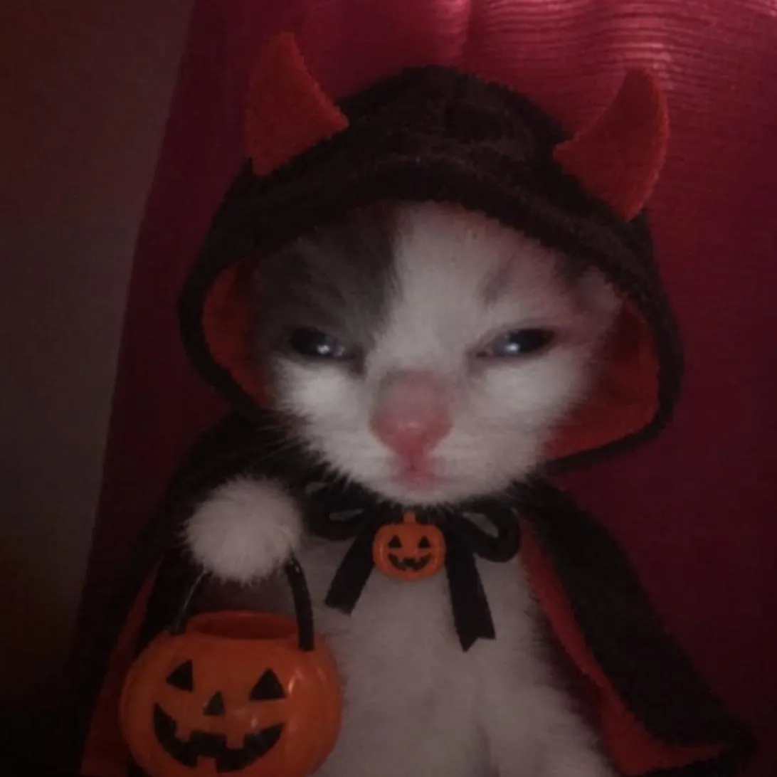 Halloween PFP #22 (cat, cute)