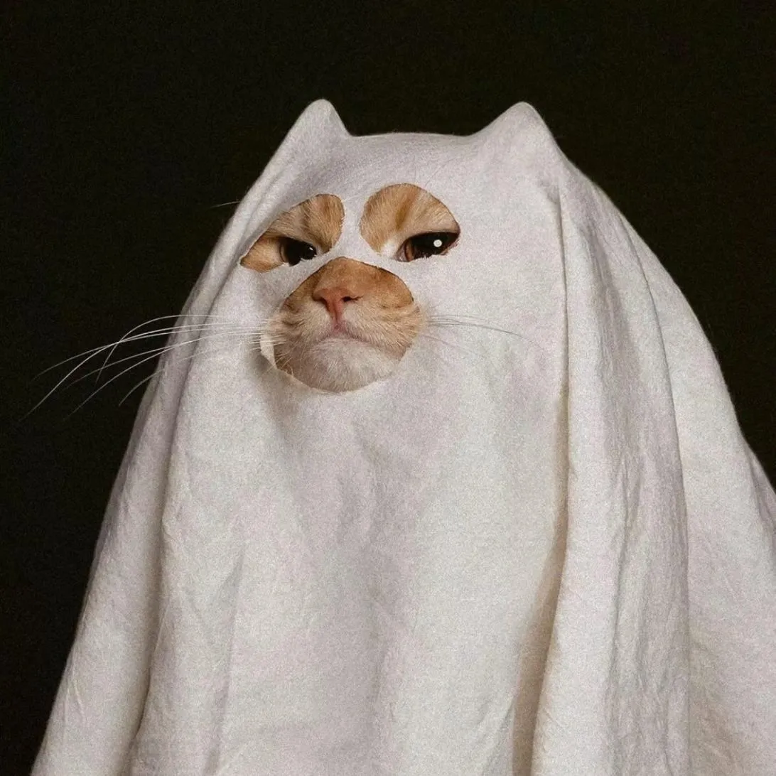 Halloween PFP #24 (cat, cute)