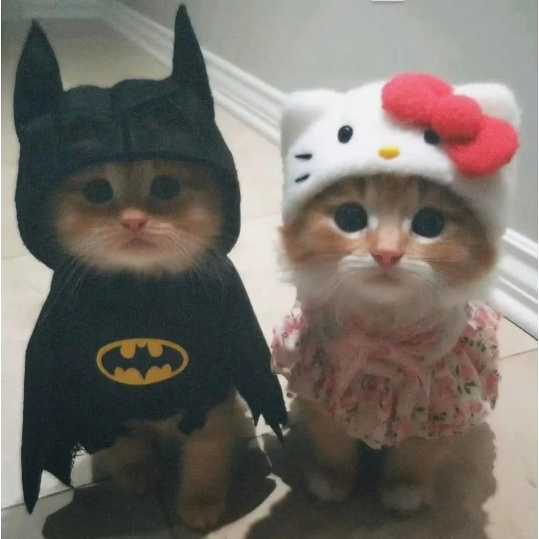 Halloween PFP #39 (cat, cute, matching)