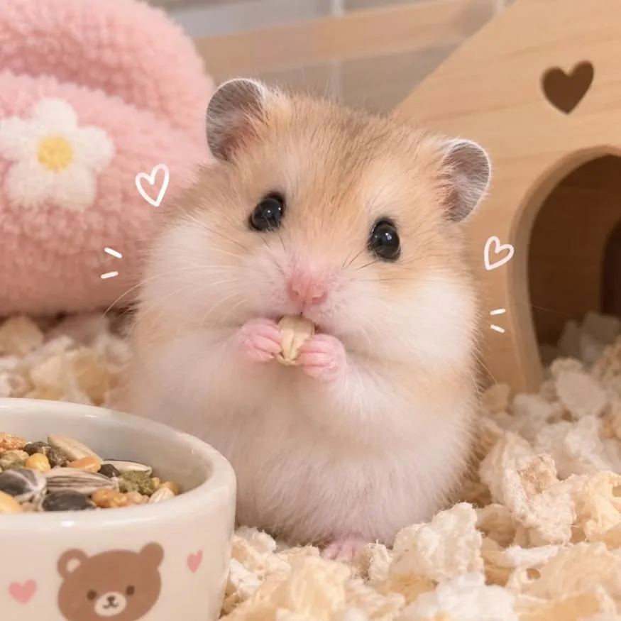 Hamster PFP #16: A fluffy beige and white hamster nibbles a seed beside a food bowl, a wooden hut and a pink plush, with doodled hearts.