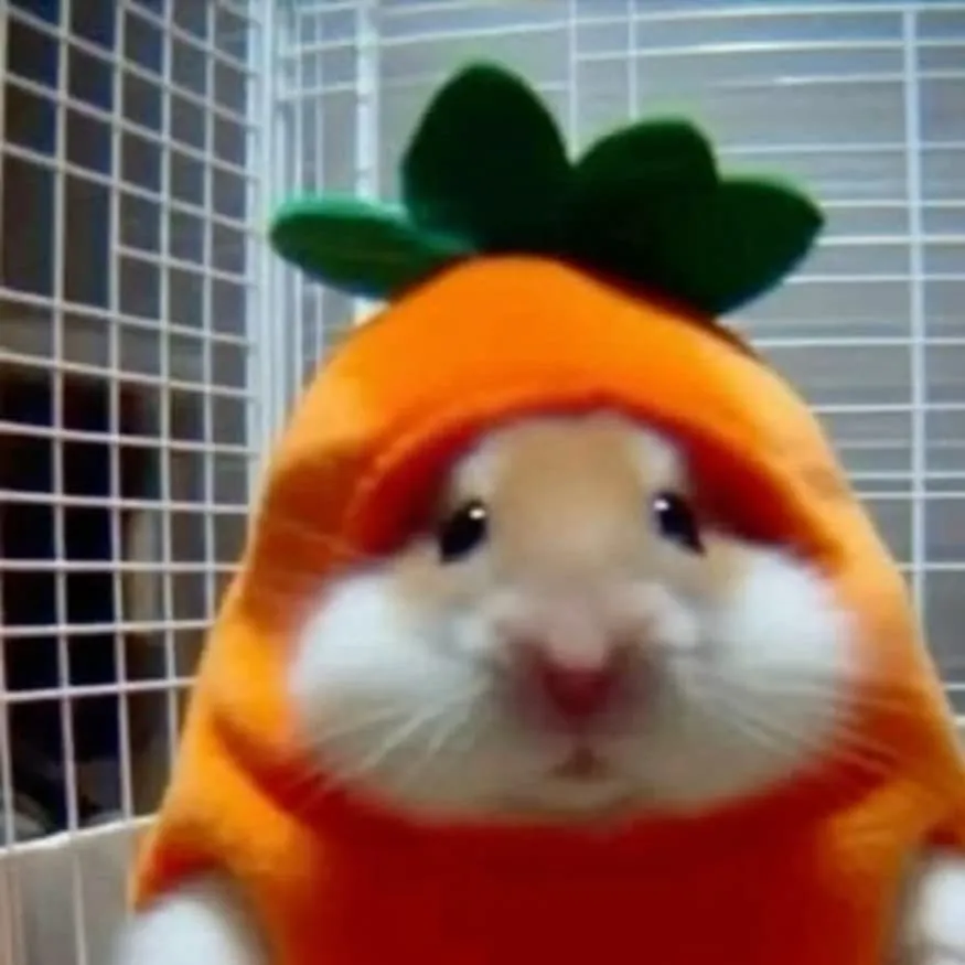 Hamster PFP #6 (cute, funny, real)