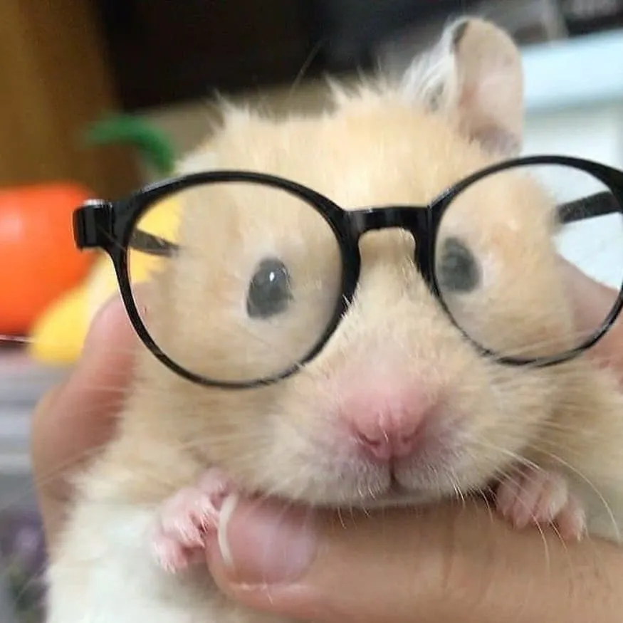 Hamster PFP #8 (cute, glasses, real)